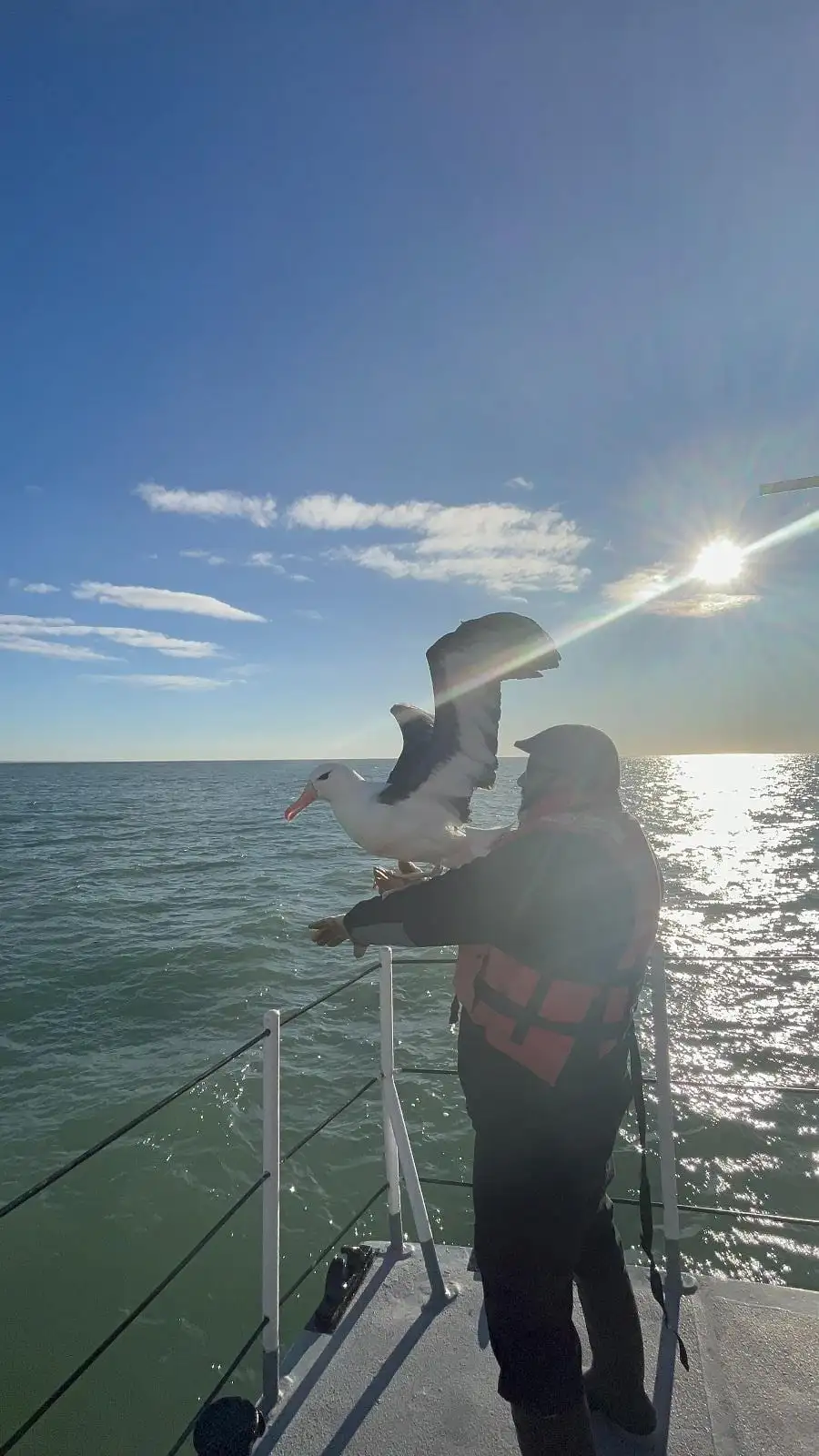 Albatro liberado este miércoles.