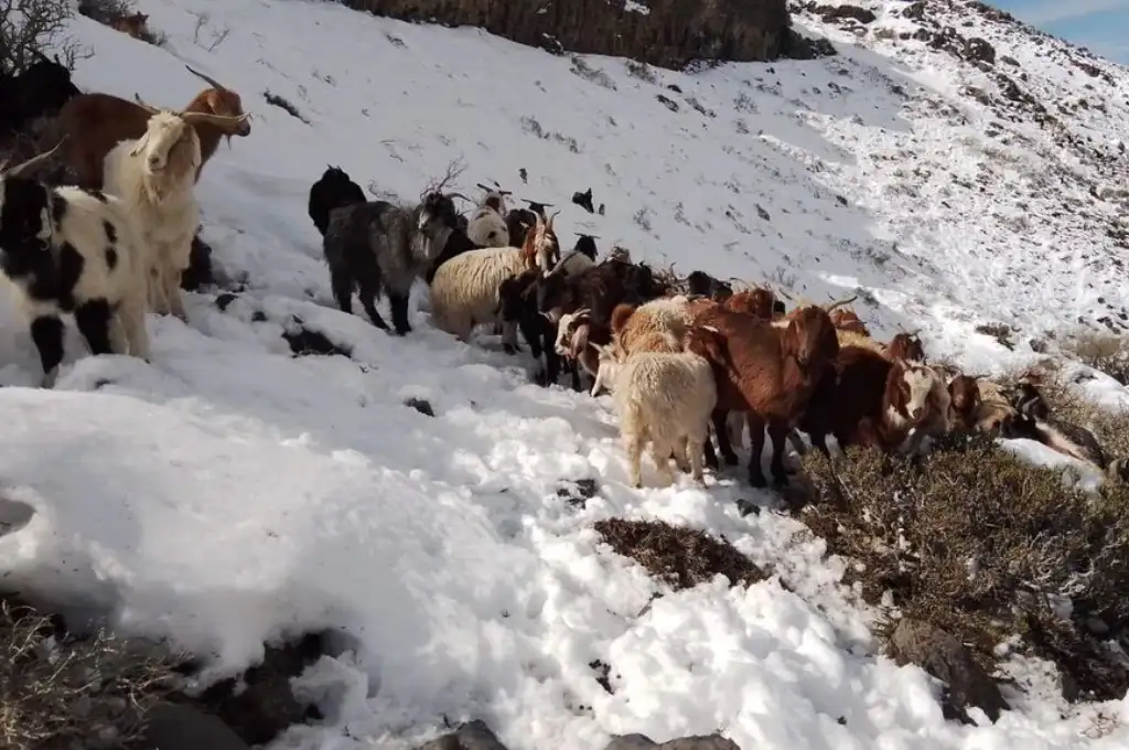 Conocé a “Porfín”, el perro protector que mantuvo vivas a 30 cabras durante 10 días bajo un temporal de nieve en Mendoza