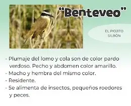 benteveo