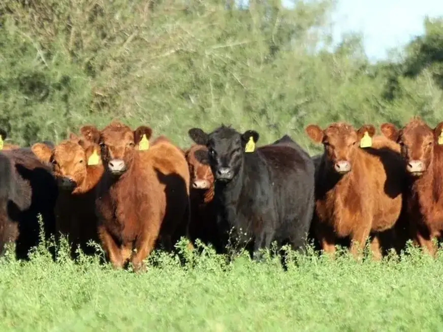"La prohibición de faena era una restricción para el productor, una suerte de medida al estilo Moreno, pero interna, que al bajar el precio de la hacienda potencialmente beneficiaba a los frigoríficos".