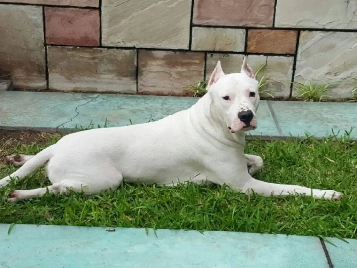 Unquillo: un hombre está grave tras ser atacado por tres perros