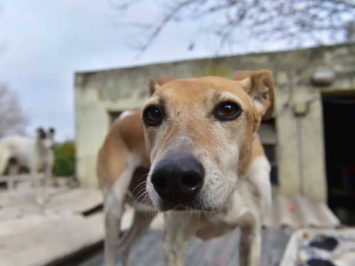 Refugios de animales realizan campañas para conseguir  alimento balanceado 