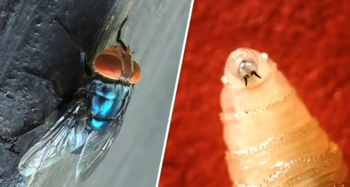Una mosca adulta del gusano barrenador y una larva del gusano barrenador del Nuevo Mundo.
