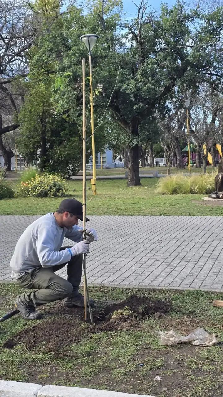 plantación de arboles en espacios publicos 2