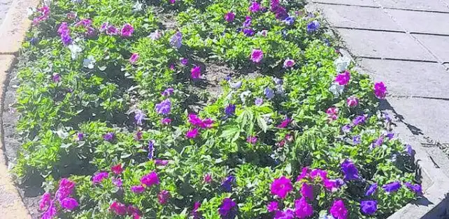 Una planta de cannabis creció en la plaza principal de Rafaela