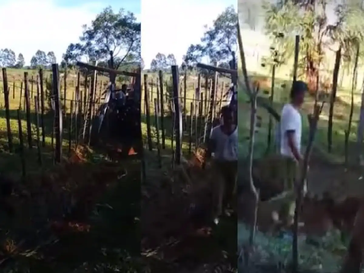 Chacarero filmó a un vecino  mientras mantenía relaciones  con su vaca y lo denunció a la policía