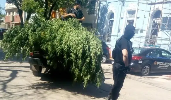 Gálvez: incautaron tres grandes plantas de marihuana en una vivienda