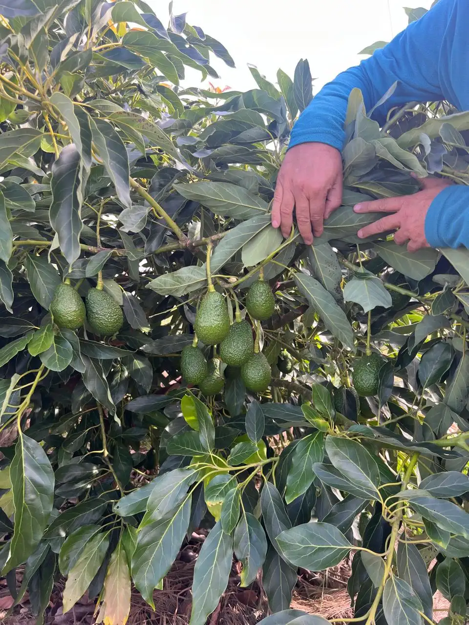 palta - 2
