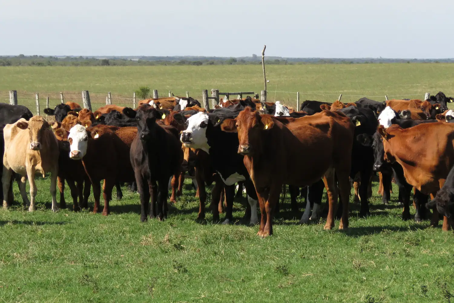La faena de hembras está en el nivel más bajo en dos años