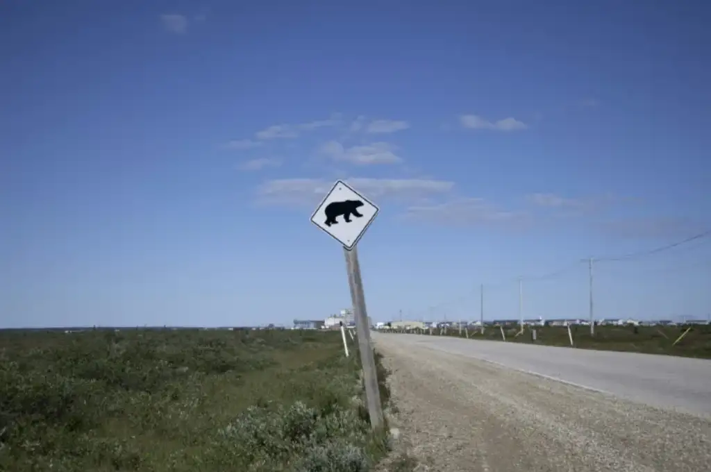 oso gris Canadá 1