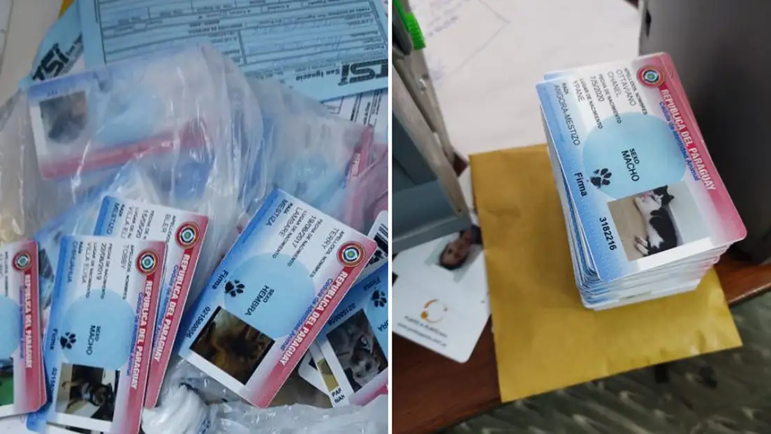 Es viral: Policía de Paraguay allana un local que fabricaba cédulas para mascotas