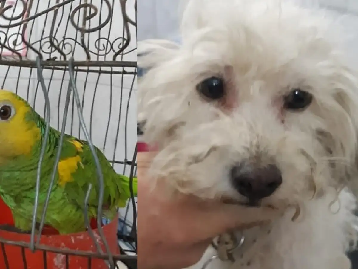 Secuestraron tres perros y un loro hablador, víctimas de maltrato en una casa