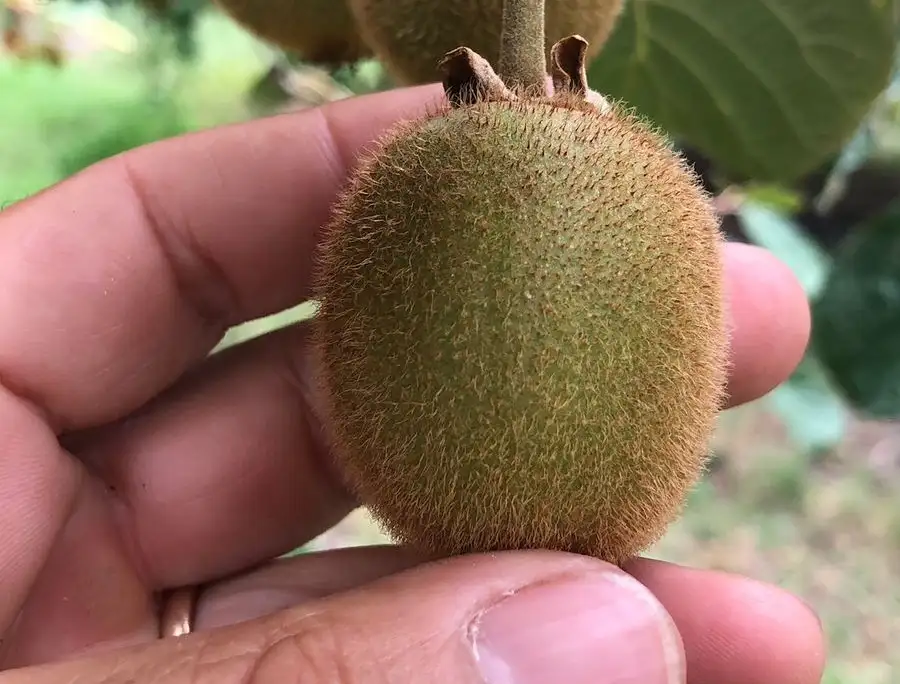 kiwi - 2
