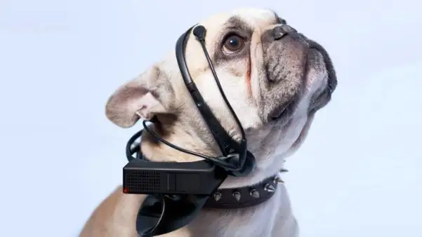 Desarrollan un gadget que traduce los ladridos del perro