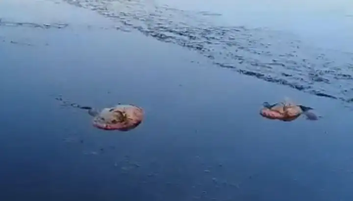 El granizo mató a un centenar de flamencos en Jujuy