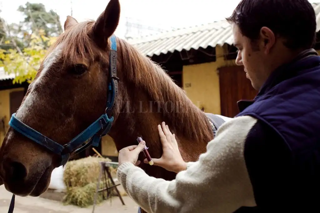El 1 de octubre vence el plazo para reacreditarse en programas de sanidad animal