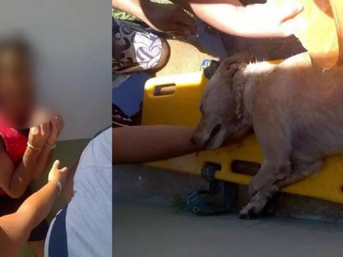 Dejó al perro encerrado en el auto para ir a la playa y murió sofocado