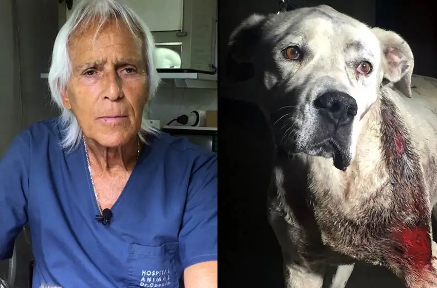Rosario: el hospital de animales salvó a una perra baleada durante un robo