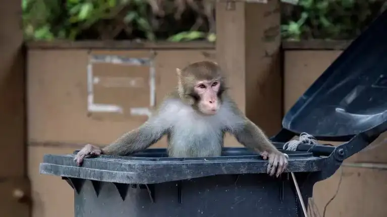 Un macaco en el parque Kam Shan de Hong Kong.