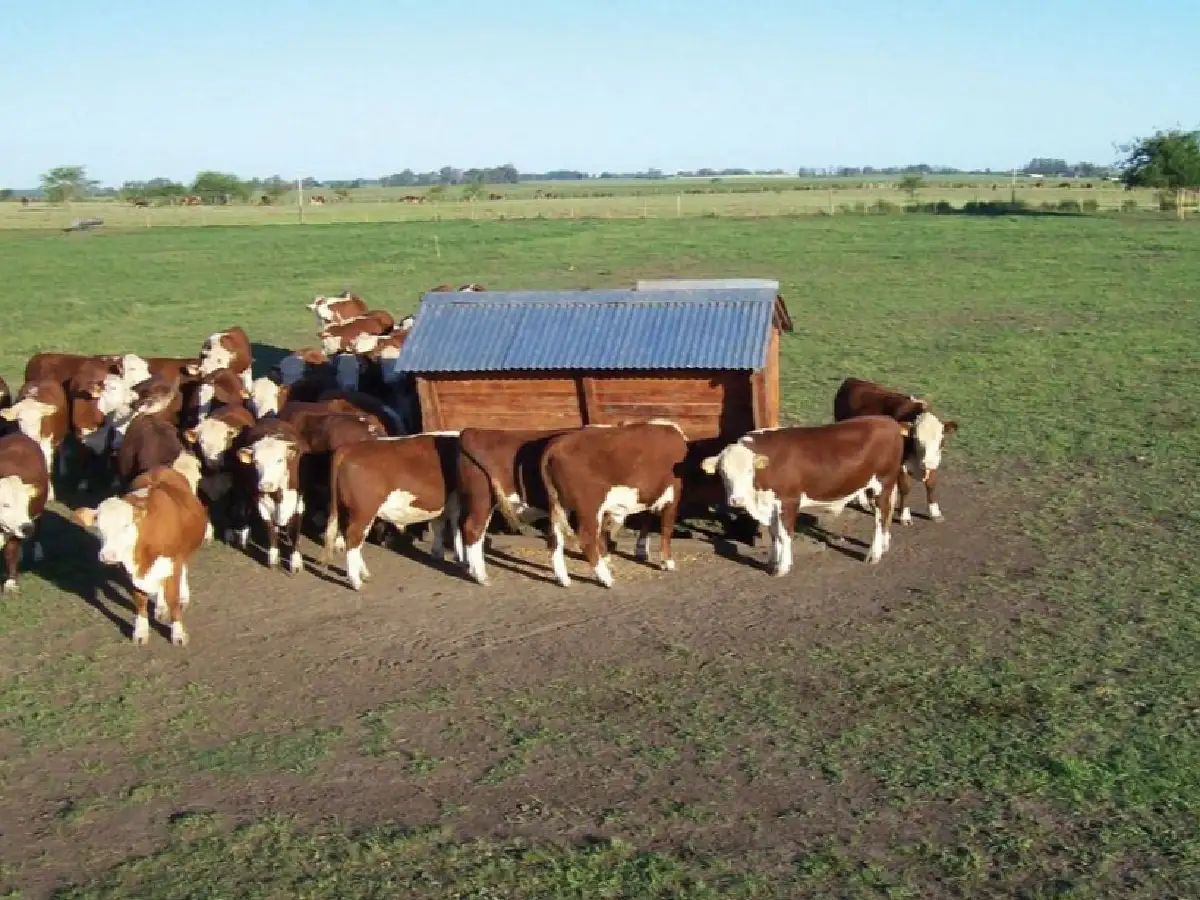 “Feedlot ecológico” : una alternativa para producir con bienestar animal y bajo impacto ambiental     