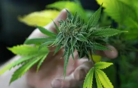 Cómo son las tiendas uruguayas que enseñan a cultivar marihuana