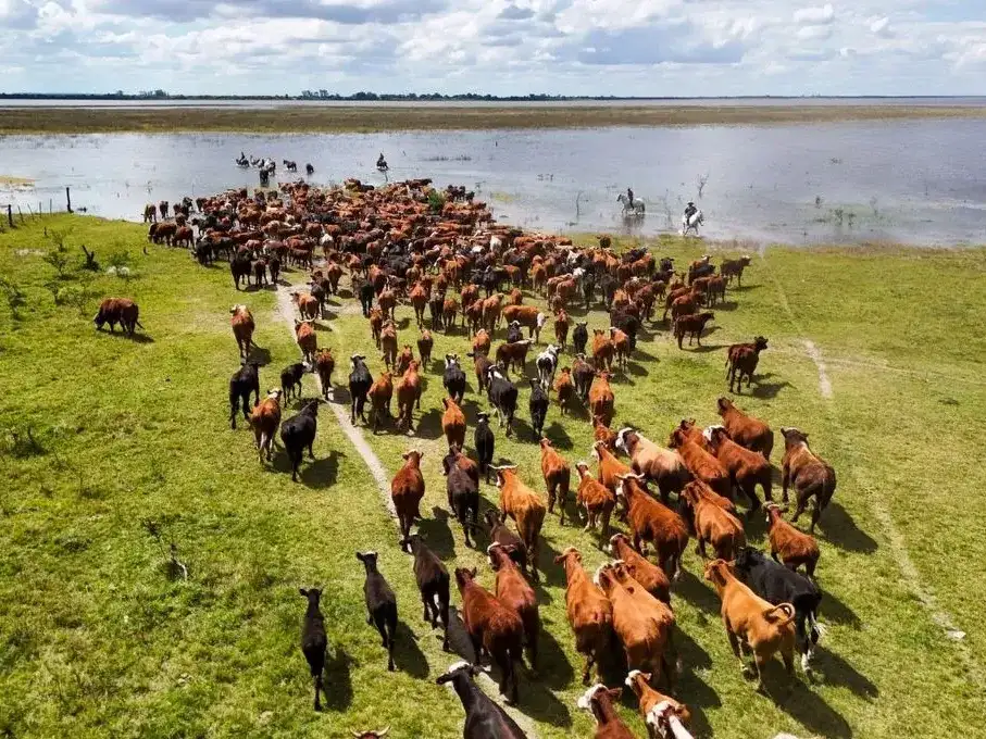La situación genera especial preocupación en las explotaciones ganaderas ubicadas en las islas y los campos bajos de la cuenca del Paraná.