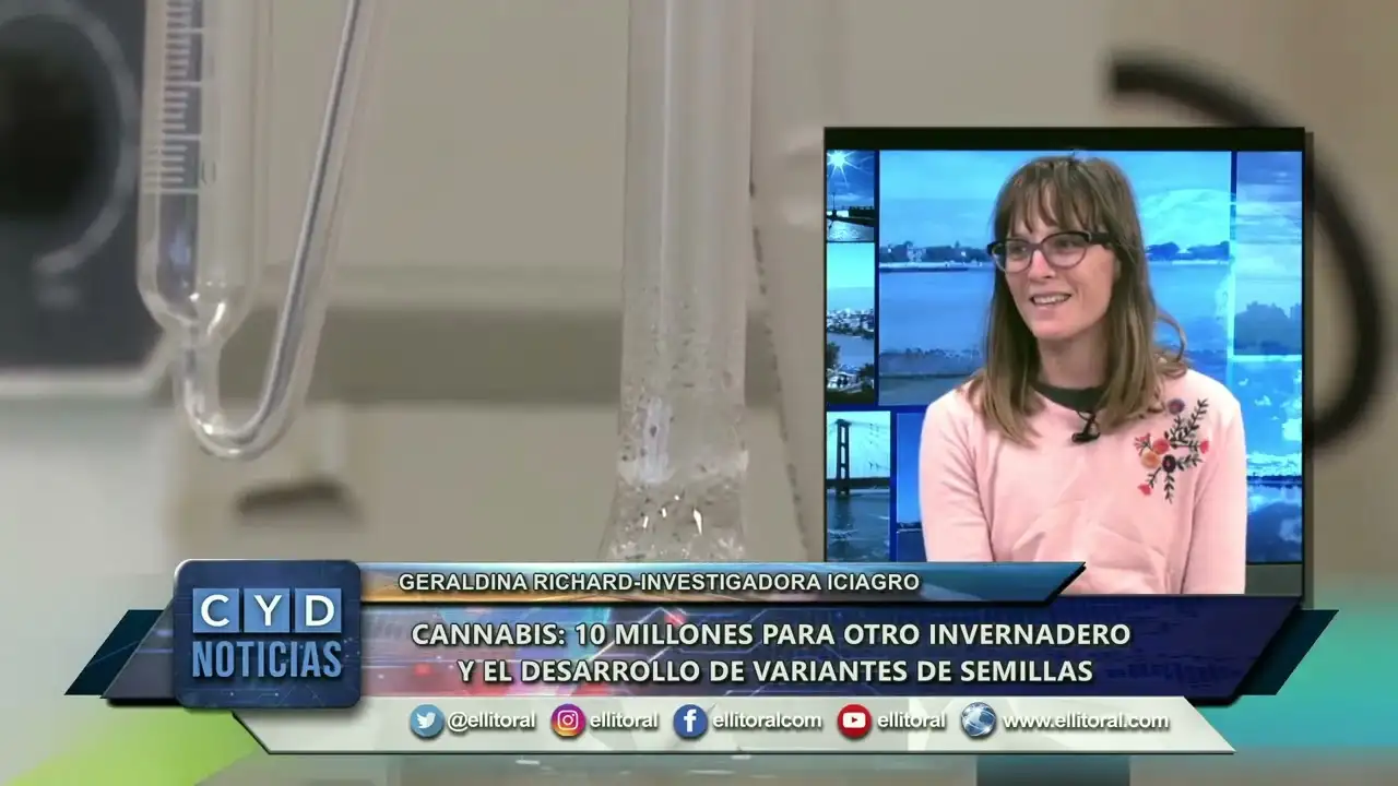 Financian el proyecto local de cannabis medicinal