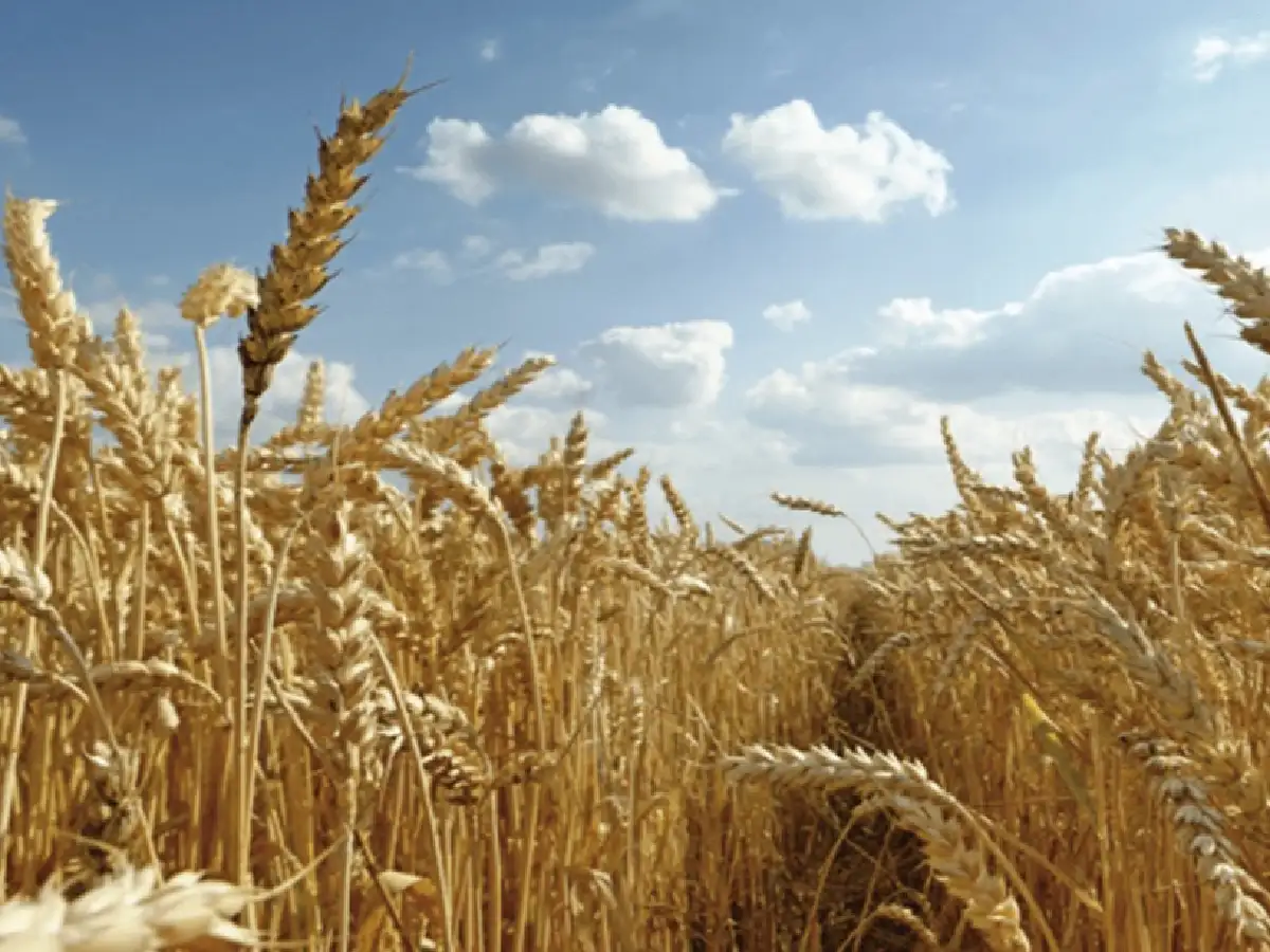 Estiman que la siembra de trigo caería 50% en la región agrícola núcleo        