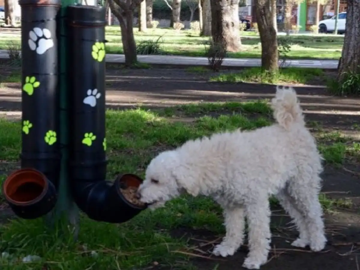 NEUQUÉN: CONSTRUYÓ COMEDEROS PARA QUE LOS PERROS DE LA CALLE NO PASEN HAMBRE