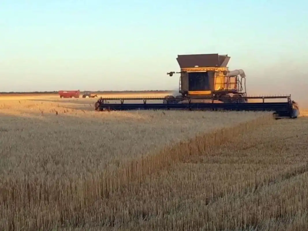 La cosecha se prolongaría en el tiempo con consecuencias para la calidad de los cultivares y los productos finales que se obtendrían.