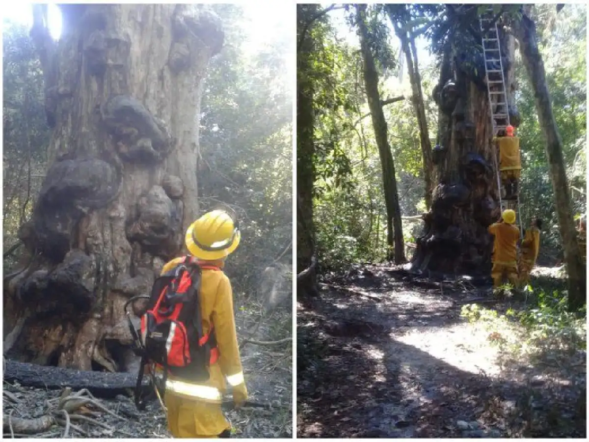  Quiso hacer mate e incendió el árbol más antiguo de Misiones