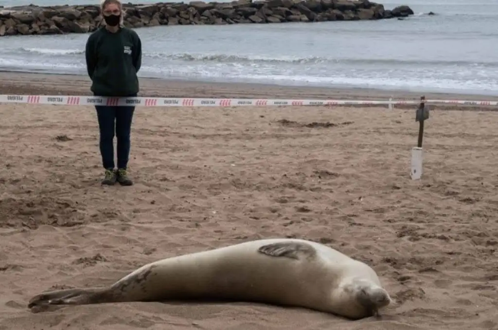 Apareció en Mar del Plata una foca que suele encontrarse en aguas antárticas