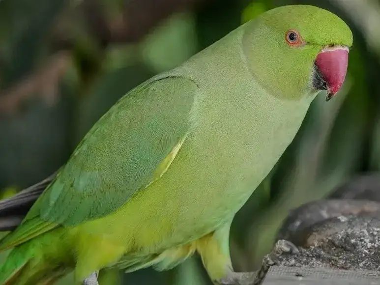 loros - 2