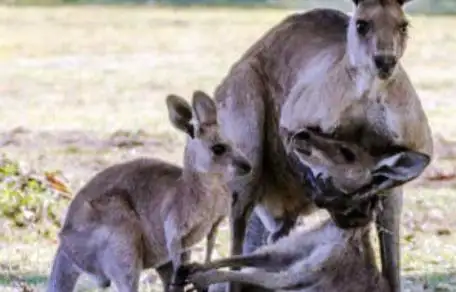 La imagen de un canguro intentando revivir a su compañera se hizo viral en las redes