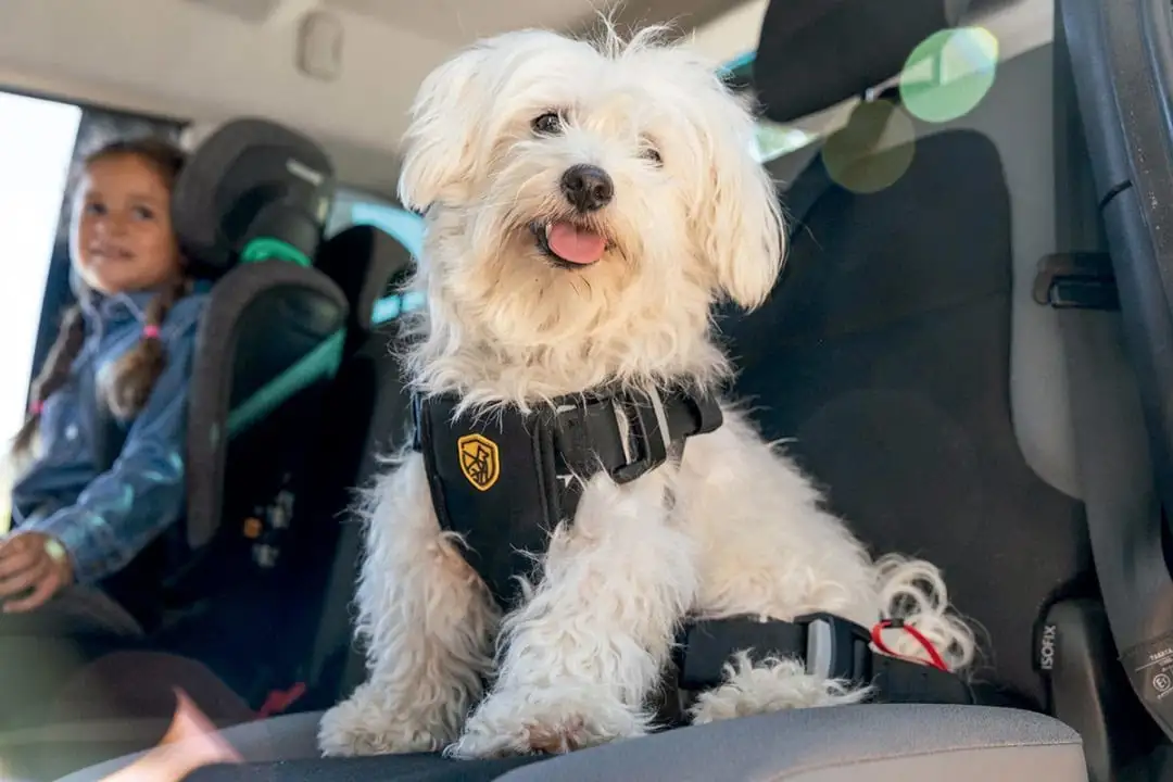 Los dueños de mascotas buscan incluir a sus compañeros peludos en las salidas por ruta.
