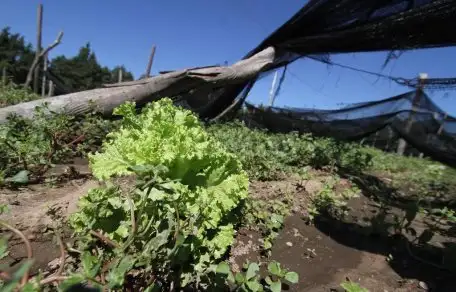 Después del temporal, la verdura de hoja aumentó un 80%