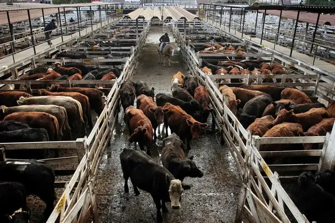 El valor de la hacienda se negoció en baja en el Mercado de Liniers