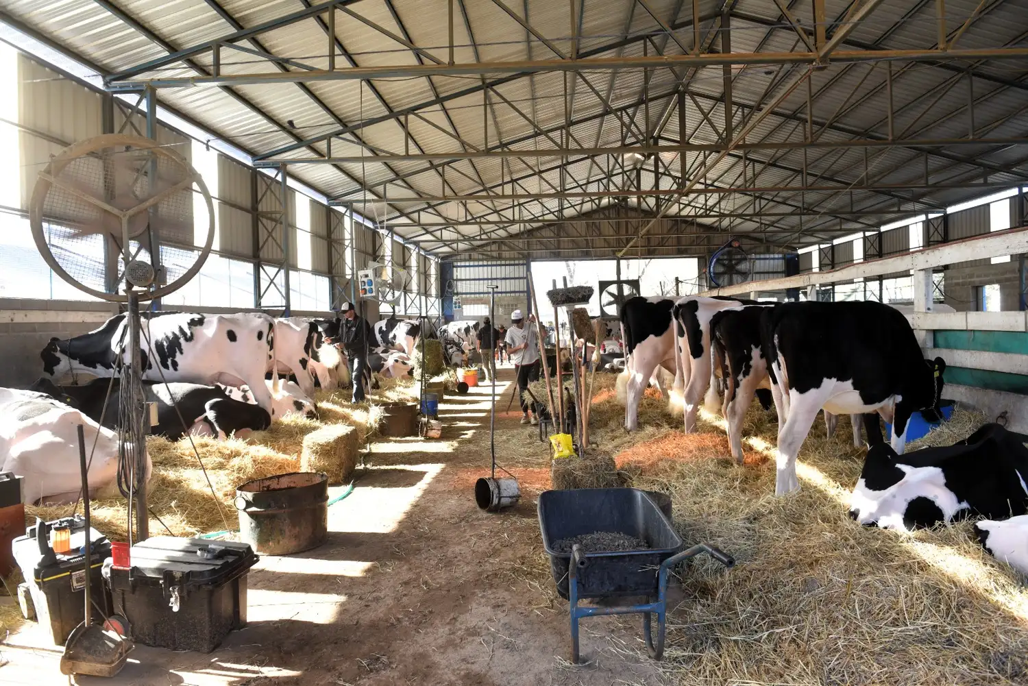 Los mejores ejemplares del país ya están en el predio ruralista a la espera de la jura