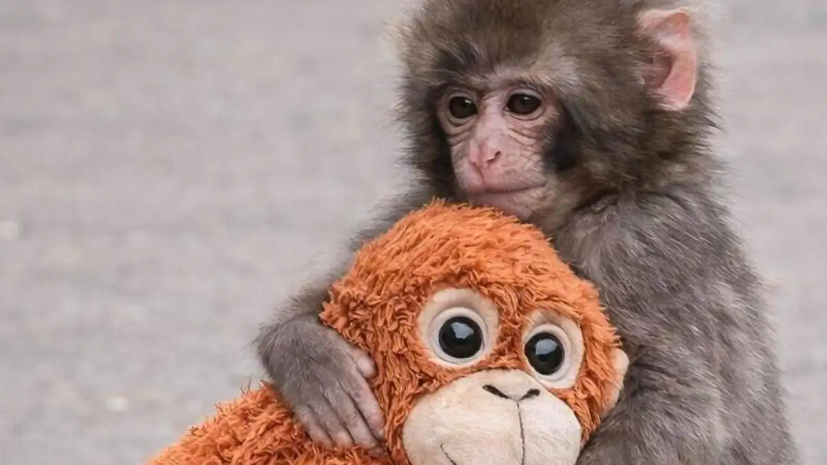 La reacción del público ha sido masiva, con muchos expresando empatía por la historia del mono y admiración por el esfuerzo del personal del zoológico para ayudarlo a crecer y socializar.