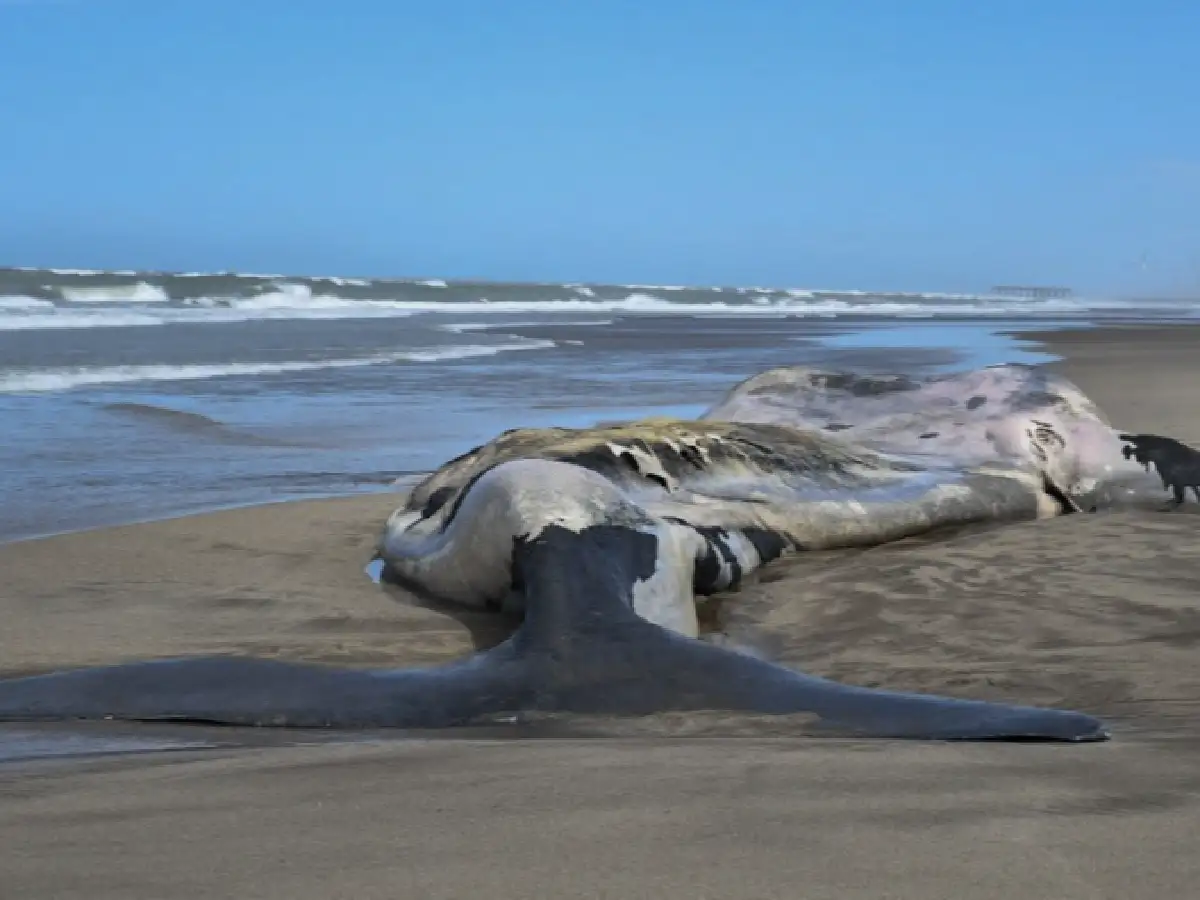 Siguen apareciendo ballenas muertas en Península de Valdés