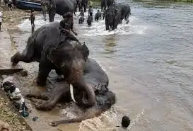 Una turista fue aplastada por un elefante en plena sesión de baño en un río de India