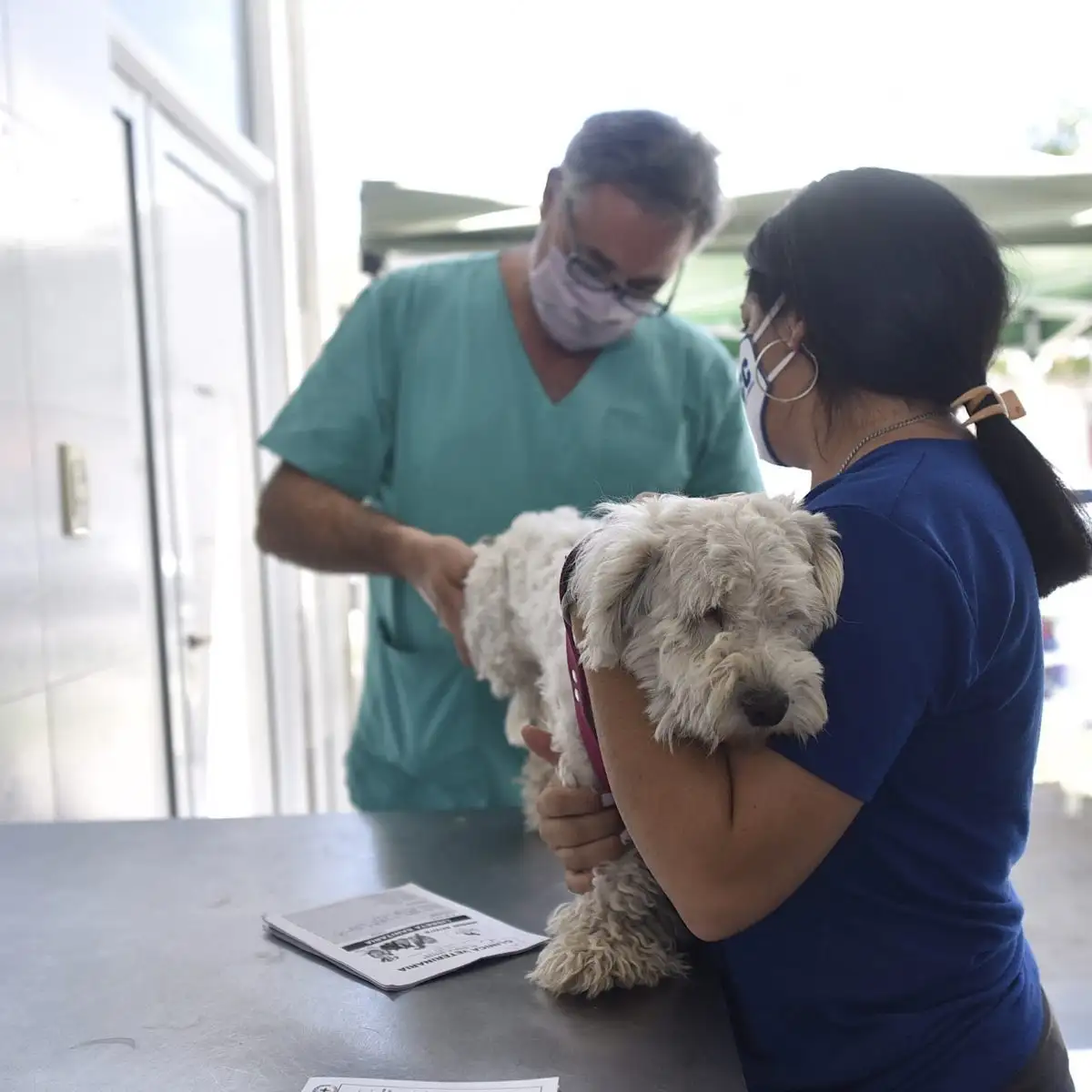 Continúa el cronograma de castración animal