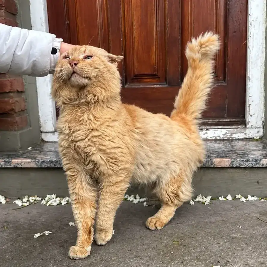 gato