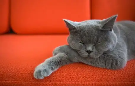 Por qué los gatos domésticos son parecidos a los humanos