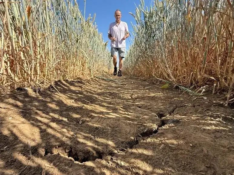 campo