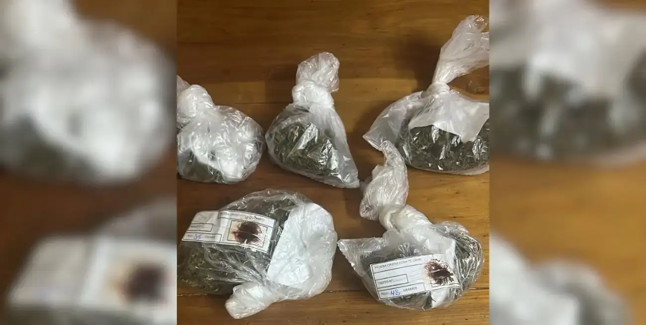 Los cogollos y flores encontrados fueron numerosos.