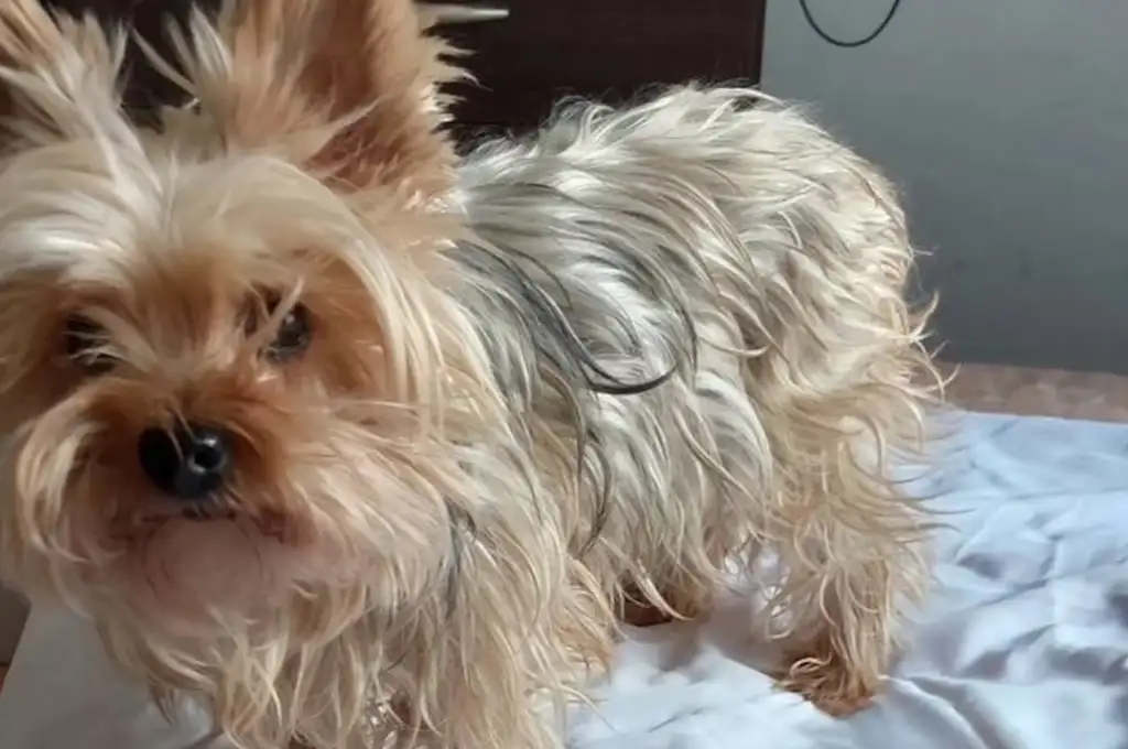 Las dueñas de Kia responsabilizaron a la veterinaria por la muerte de Kia. (Foto: gentileza La Opinión Austral).