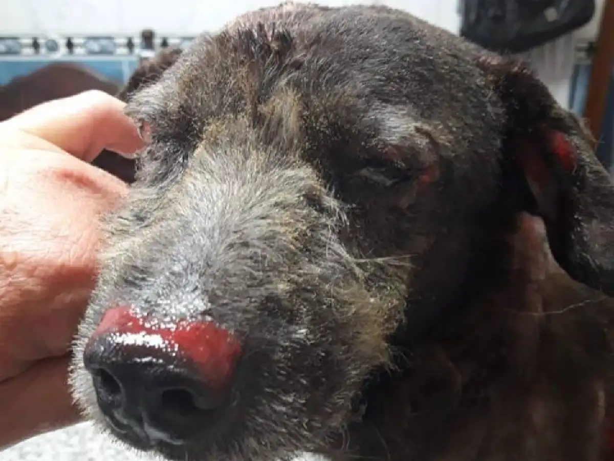 La noticia más triste: falleció el perrito quemado en barrio Roque Sáenz Peña