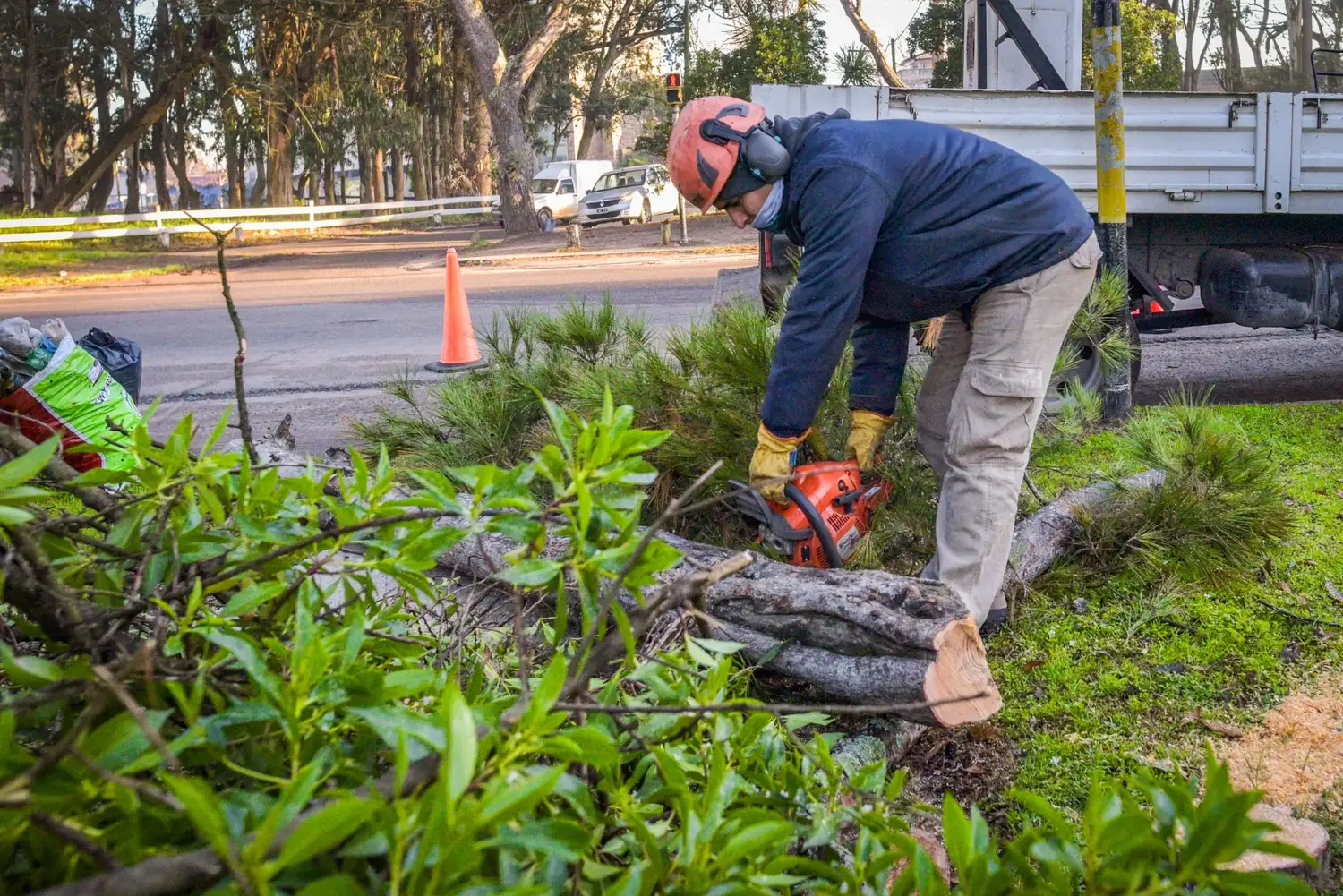 Finalizó el Curso de Podador Urbano y Mar del Plata ya cuenta con 882 trabajadores matriculados