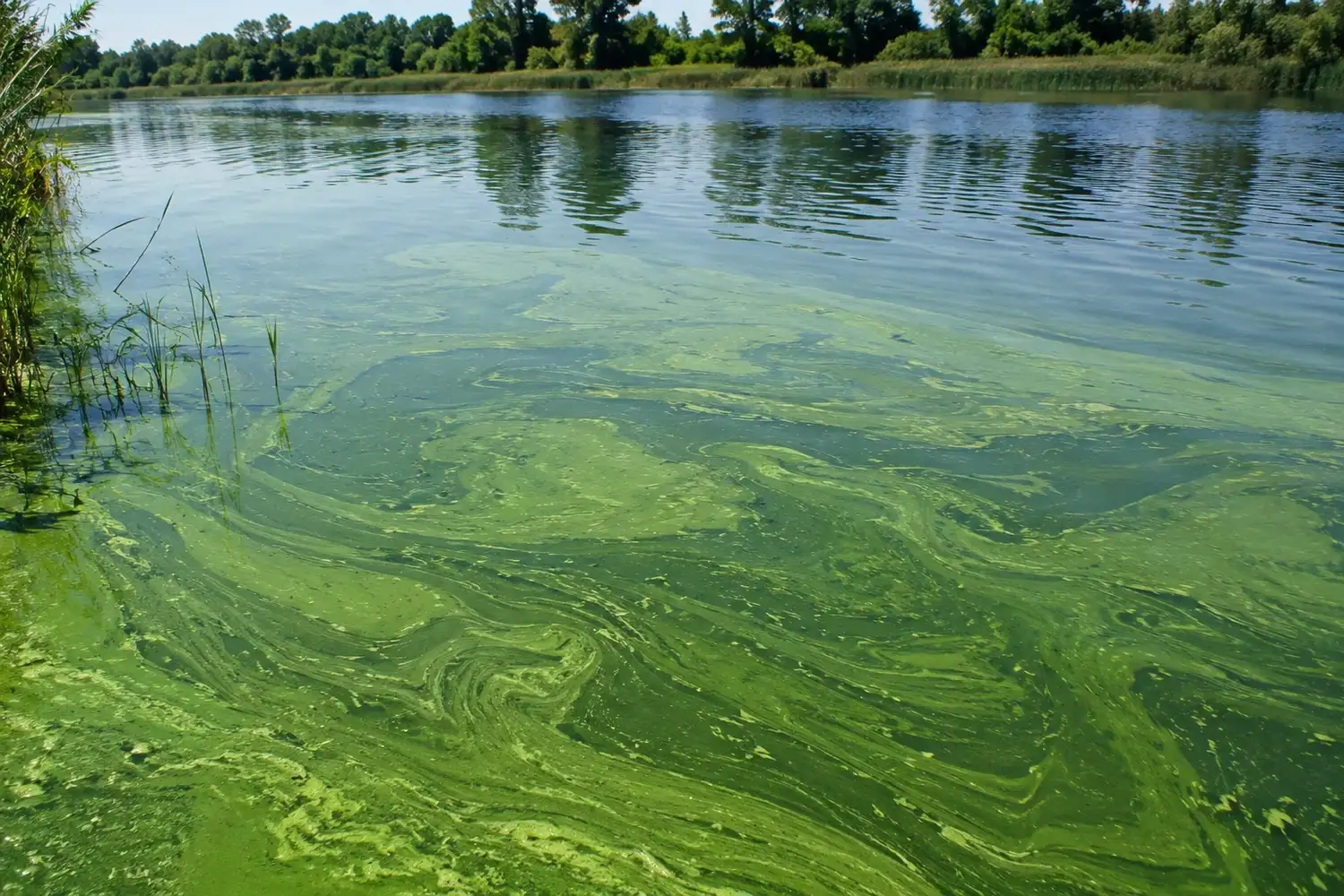 Las autoridades recomiendan no ingresar a las aguas donde rige la alerta.